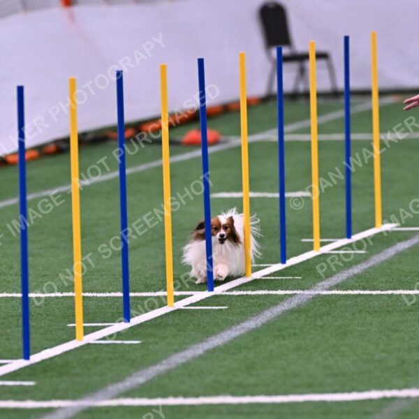 Prize-Sharon-Rooks-06473