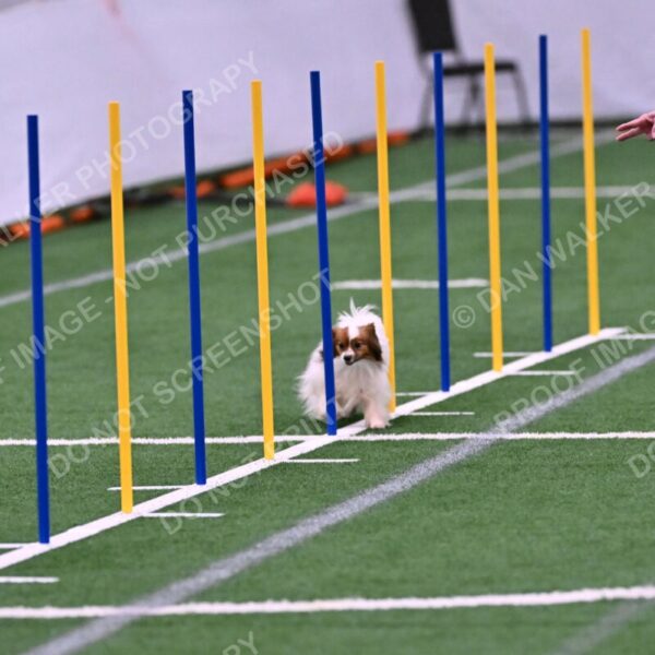 Prize-Sharon-Rooks-06474