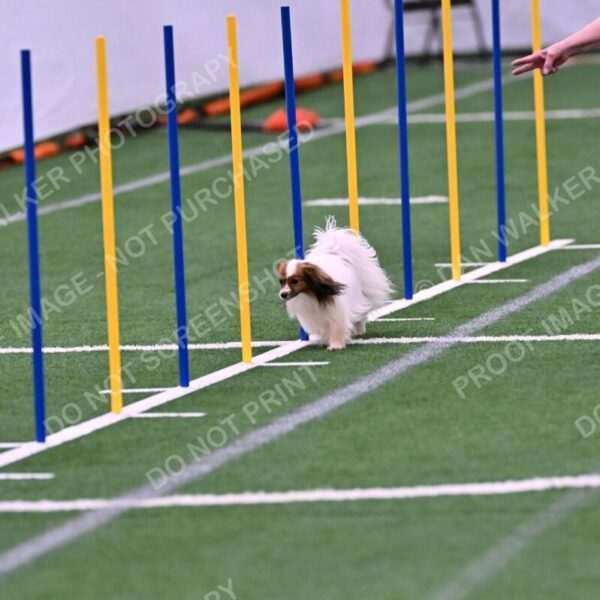 Prize-Sharon-Rooks-06476