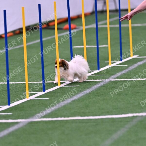 Prize-Sharon-Rooks-06477