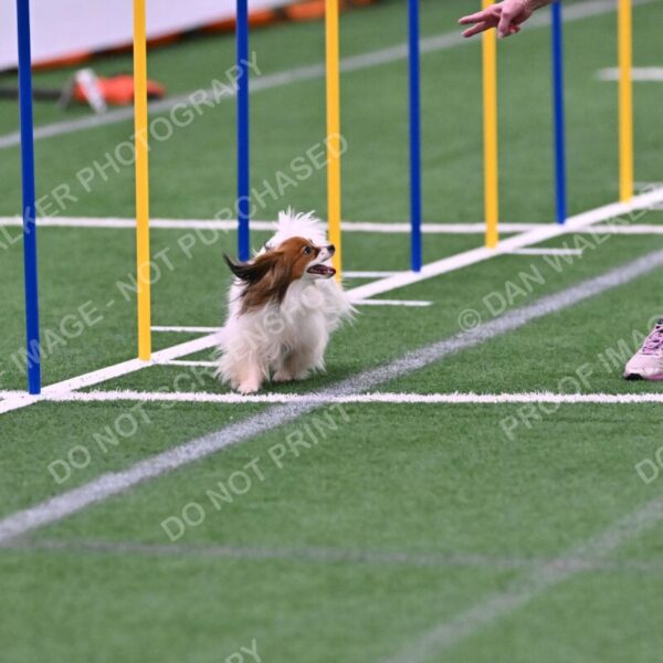 Prize-Sharon-Rooks-06496