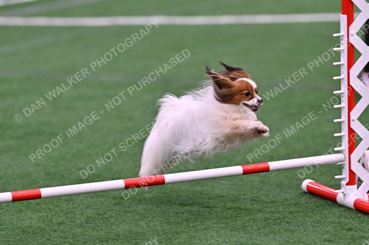 Prize-Sharon-Rooks-06504