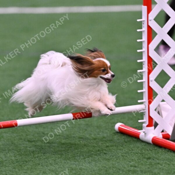 Prize-Sharon-Rooks-06505