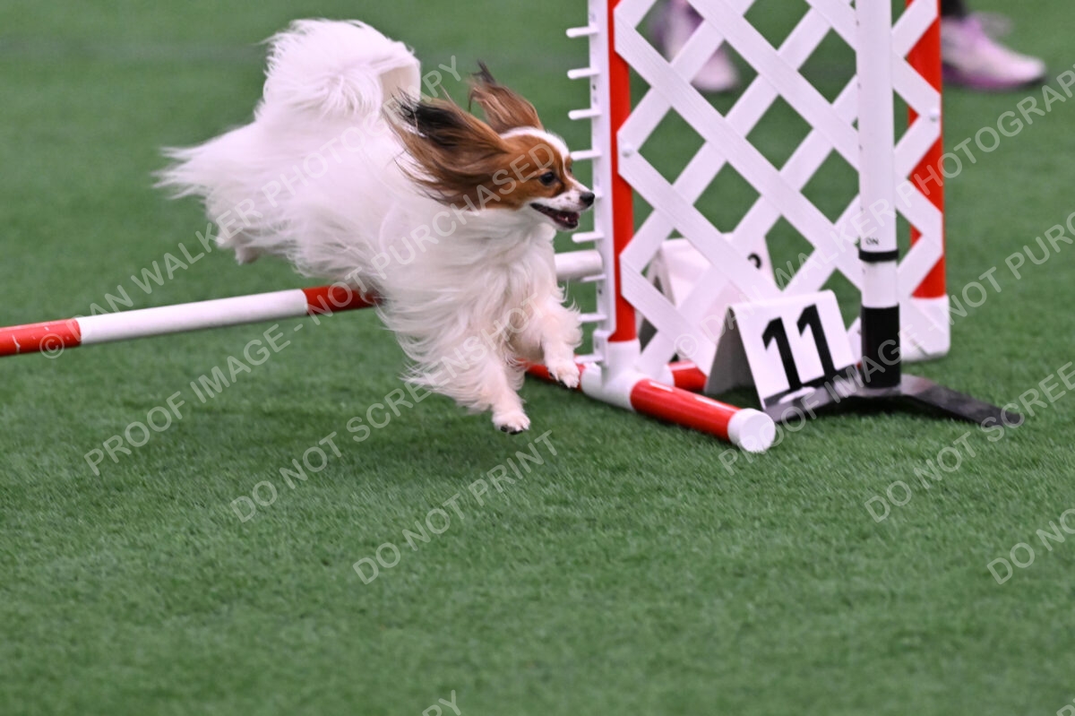 Prize-Sharon-Rooks-06506