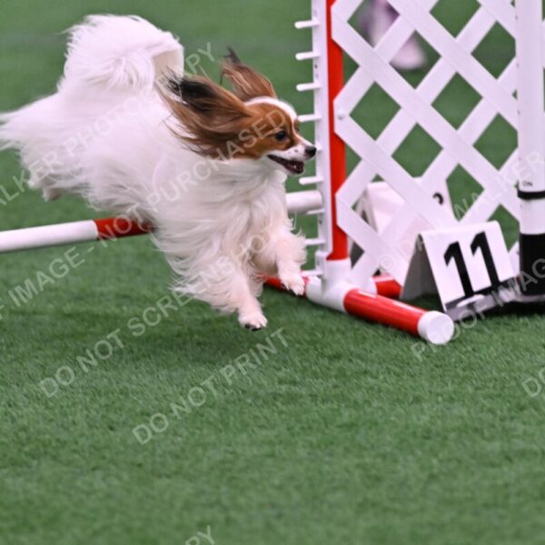 Prize-Sharon-Rooks-06506