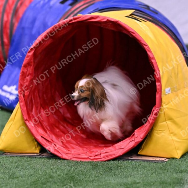 Prize-Sharon-Rooks-06509