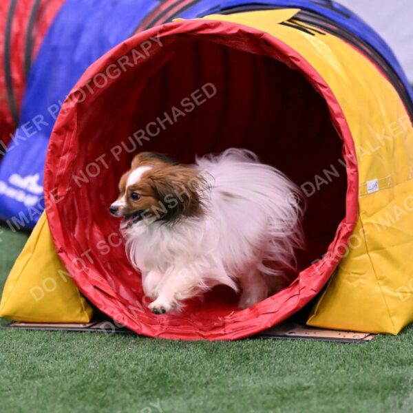 Prize-Sharon-Rooks-06510