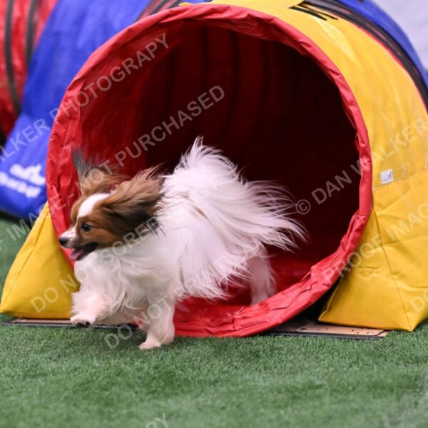 Prize-Sharon-Rooks-06511