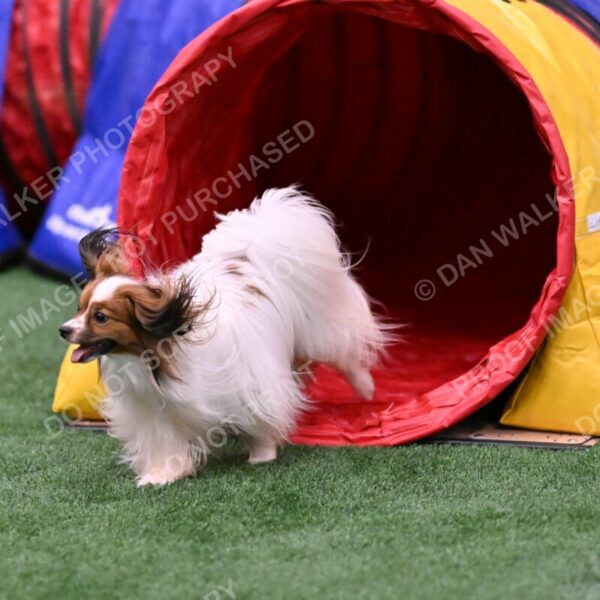 Prize-Sharon-Rooks-06512