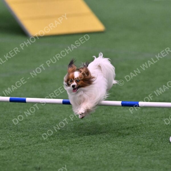 Prize-Sharon-Rooks-06517