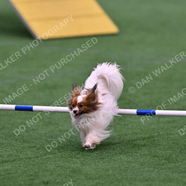 Prize-Sharon-Rooks-06518