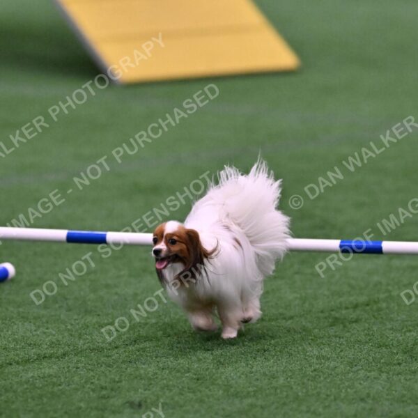 Prize-Sharon-Rooks-06519