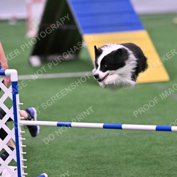 Ricki-Annette-Agostine-06802