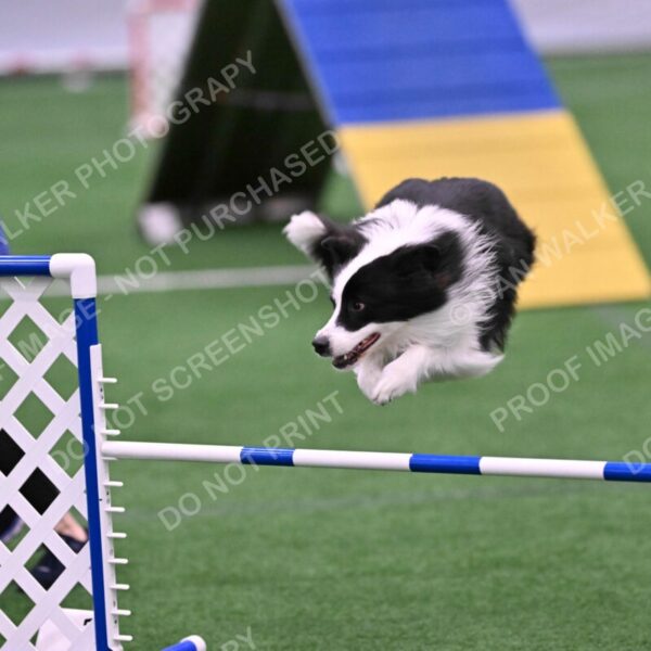 Ricki-Annette-Agostine-06803