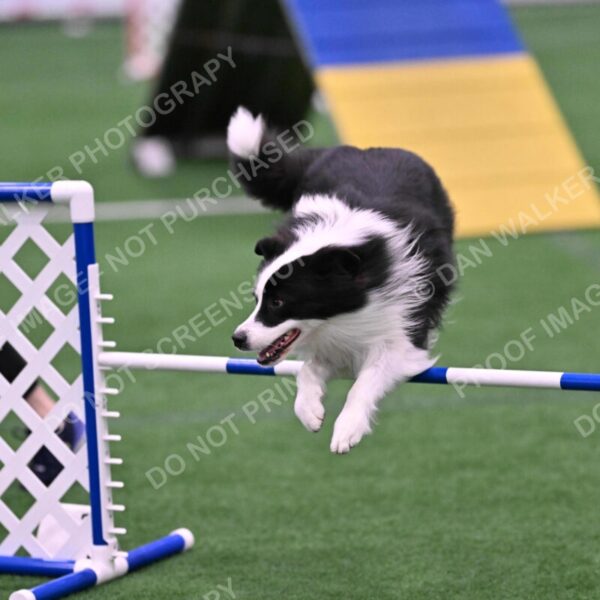 Ricki-Annette-Agostine-06804