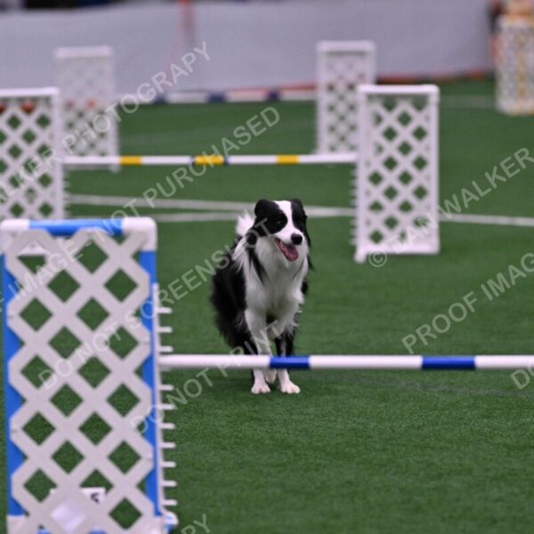 Ricki-Annette-Agostine-06815