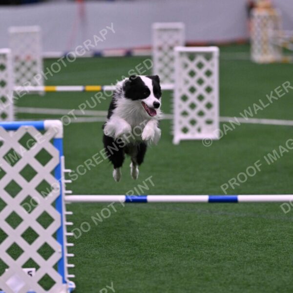 Ricki-Annette-Agostine-06817