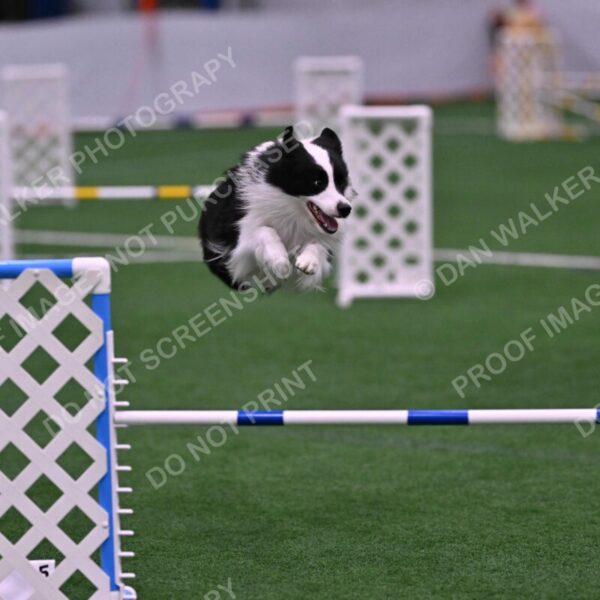 Ricki-Annette-Agostine-06819