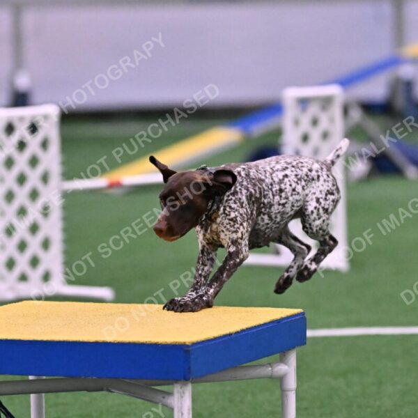 Riva-Denise-Ross-08483