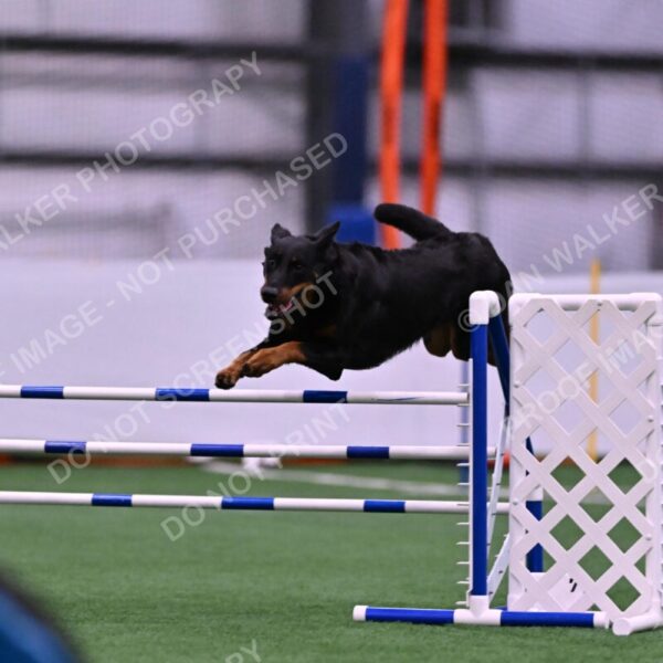 Sirsee-Janice-Bourell-Casey-05572