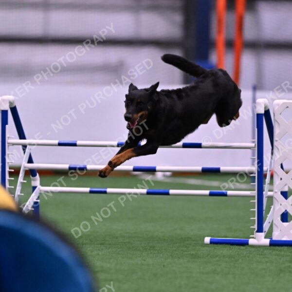 Sirsee-Janice-Bourell-Casey-05573