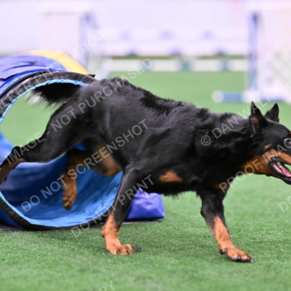 Sirsee-Janice-Bourell-Casey-05579