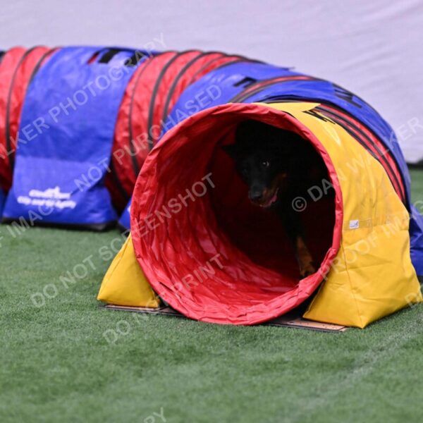 Sirsee-Janice-Bourell-Casey-05596