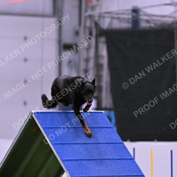 Sirsee-Janice-Bourell-Casey-05603