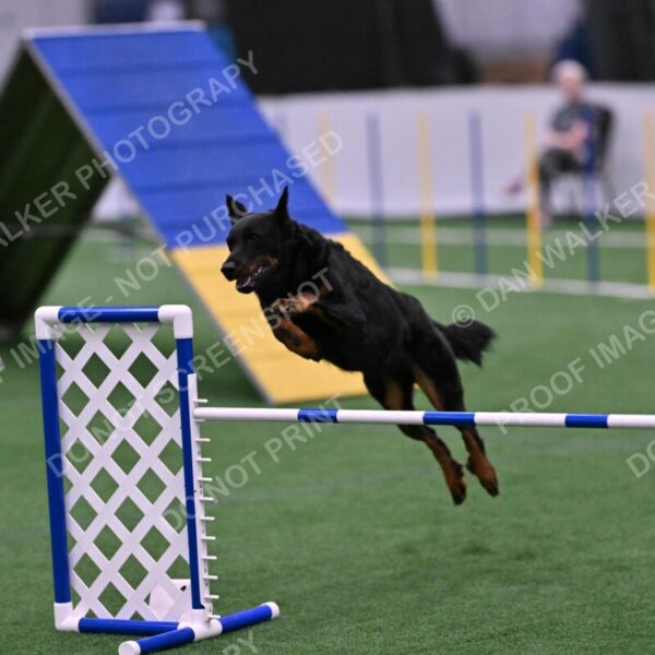 Sirsee-Janice-Bourell-Casey-05613