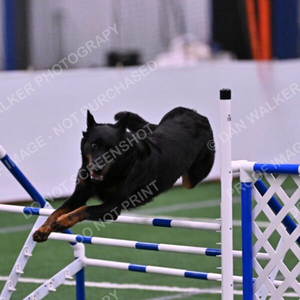 Sirsee-Janice-Bourell-Casey-05623