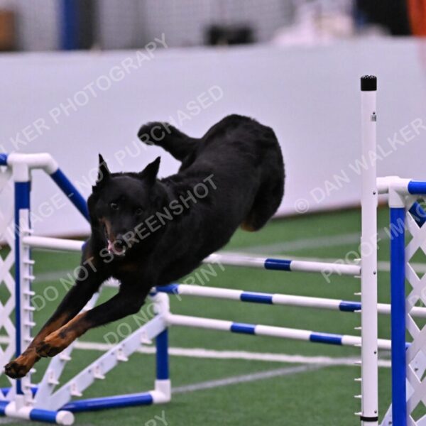 Sirsee-Janice-Bourell-Casey-05624