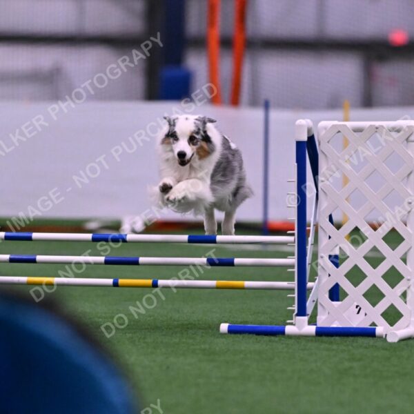 Sunny-Claudia-Brydon-10550