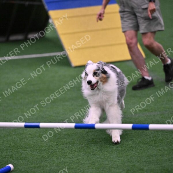 Sunny-Claudia-Brydon-10602