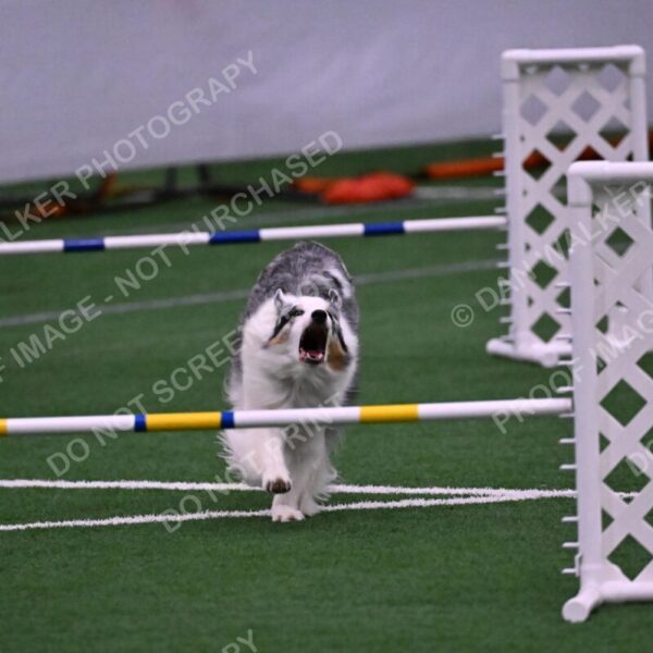 Sunny-Claudia-Brydon-10614