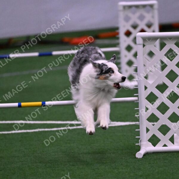 Sunny-Claudia-Brydon-10620