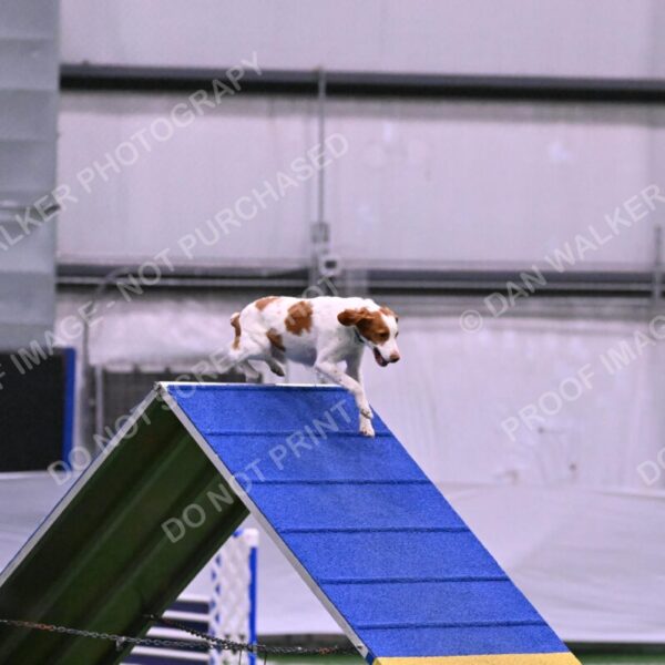 Tango-Sharon-Meek-09267