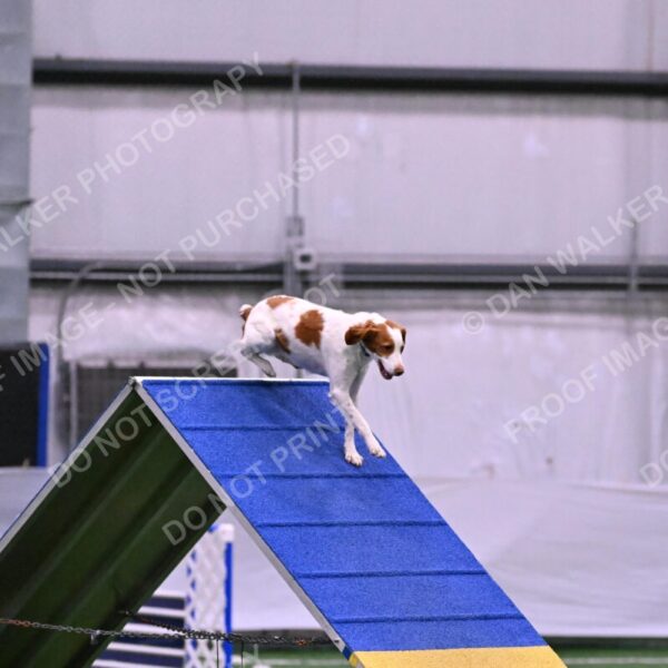 Tango-Sharon-Meek-09268