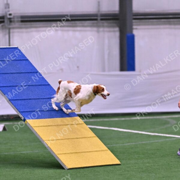 Tango-Sharon-Meek-09274