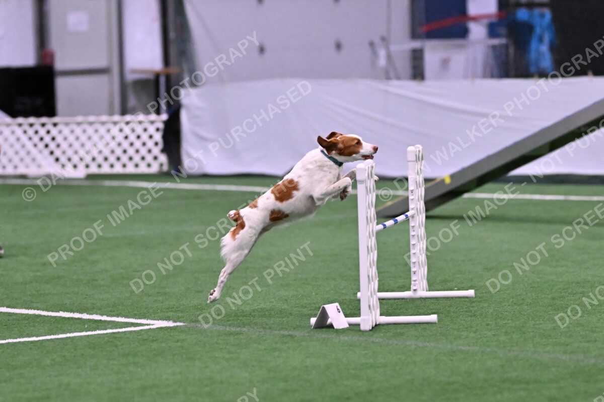 Tango-Sharon-Meek-09280