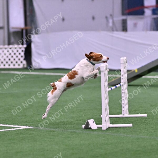 Tango-Sharon-Meek-09280