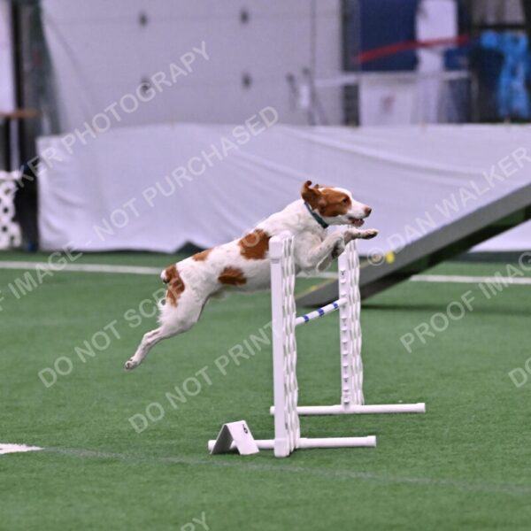 Tango-Sharon-Meek-09281