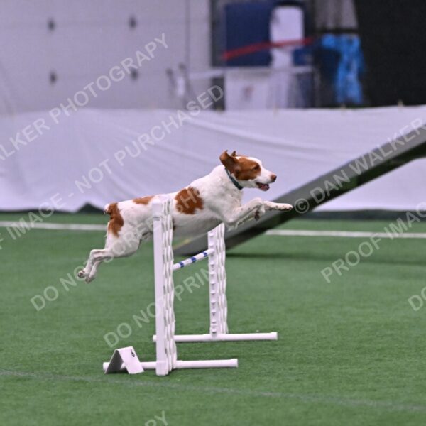 Tango-Sharon-Meek-09282