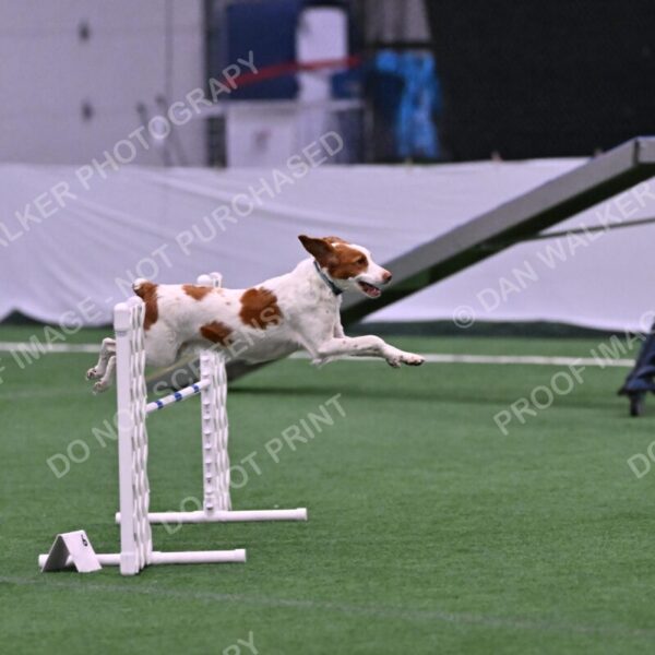 Tango-Sharon-Meek-09283