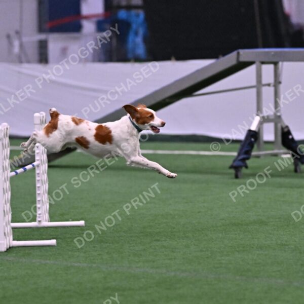 Tango-Sharon-Meek-09284