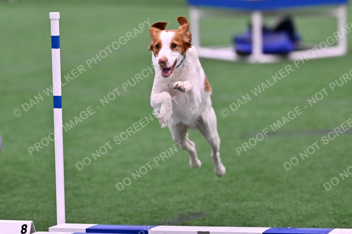 Tango-Sharon-Meek-09303