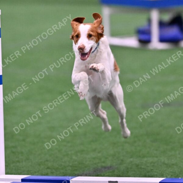 Tango-Sharon-Meek-09303