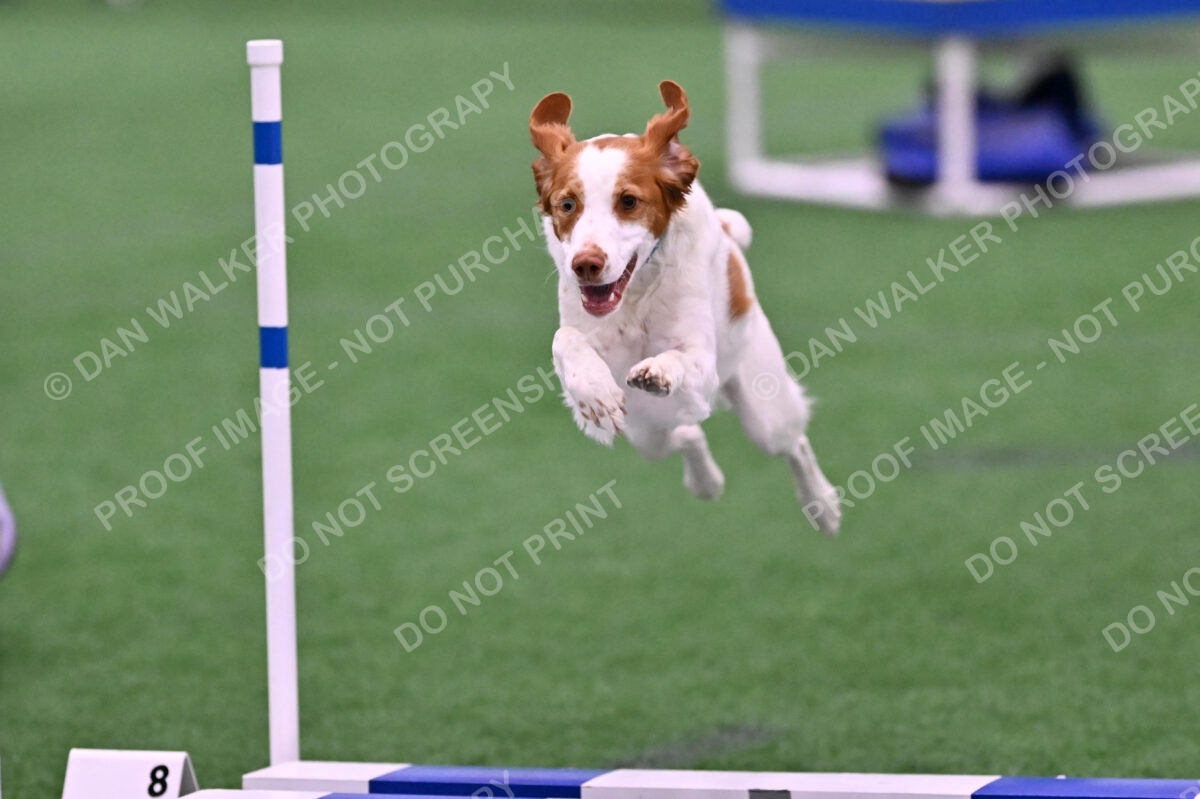 Tango-Sharon-Meek-09304