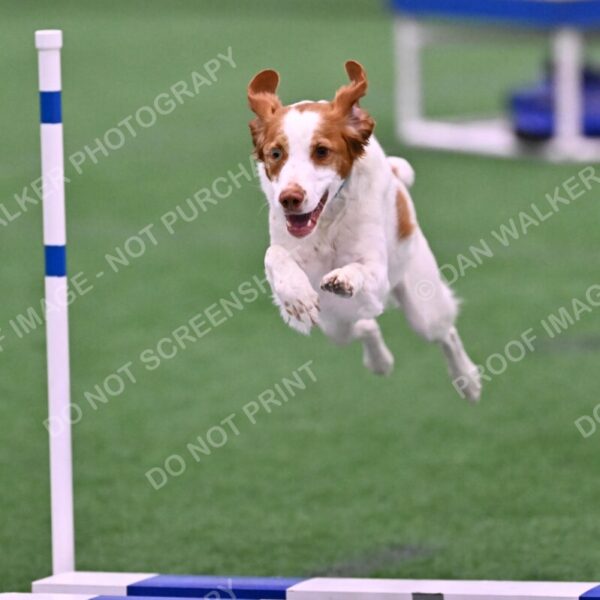 Tango-Sharon-Meek-09304