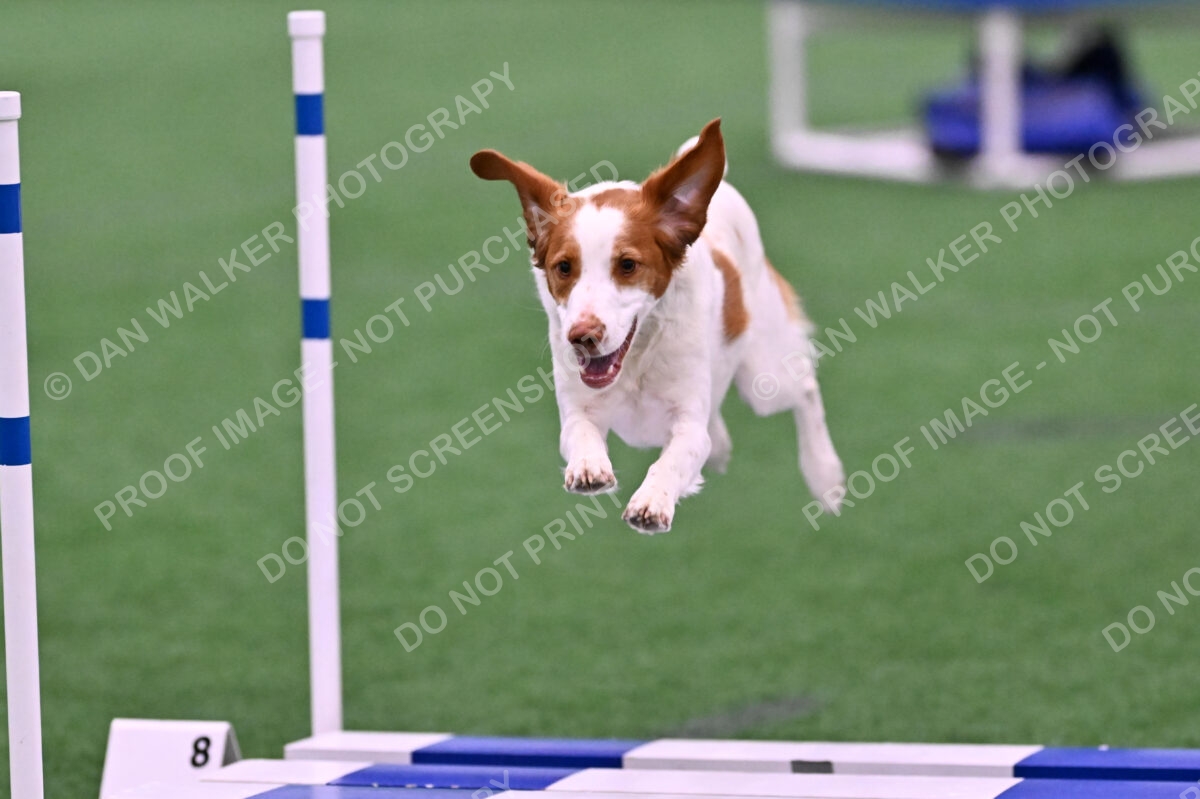 Tango-Sharon-Meek-09305