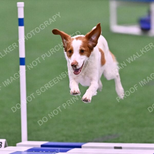 Tango-Sharon-Meek-09305